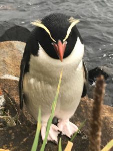 Penguin-Stewart Island Bacpackers
